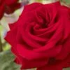'Joyful Birthday' Hybrid Tea Rose -Plant Seeds Store visi129388 joyful birthday