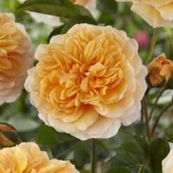 'Duchess Of Cornwall' Hybrid Tea Rose 10 'Duchess Of Cornwall' Hybrid Tea Rose -Plant Seeds Store visi129478 duchess