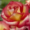 'Firebird' Floribunda Rose -Plant Seeds Store visi129505 firebird