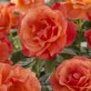 'Lady Love' Hybrid Tea Rose 2 'Lady Love' Hybrid Tea Rose -Plant Seeds Store visi129527 lady love