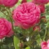 'Thank You' Groundcover Rose -Plant Seeds Store visi129805 thank you