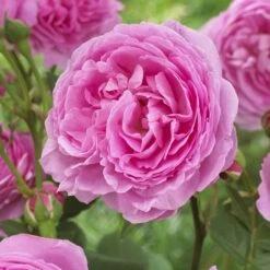 'Pink Martini' Hybrid Tea Rose -Plant Seeds Store visi129959 pink martini