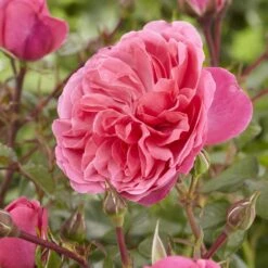 'Pure Poetry' Hybrid Tea Rose -Plant Seeds Store visi130078 pure poetry