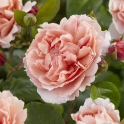 'Rachel' Hybrid Tea Rose -Plant Seeds Store visi130114 rachel