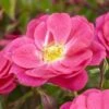'A Rose For Heather' Climbing Rose 1 'A Rose For Heather' Climbing Rose -Plant Seeds Store visi130126 heather