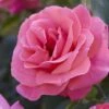 'Valentine Heart' Floribunda Rose -Plant Seeds Store visi130304 valentine heart