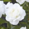 'Alaska' Climbing Rose 1 'Alaska' Climbing Rose -Plant Seeds Store visi130339 alaska