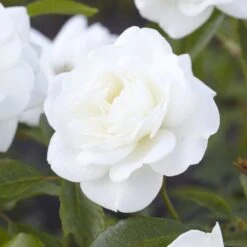 'Alaska' Climbing Rose