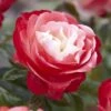 'Nostalgia' Hybrid Tea Rose -Plant Seeds Store visi130699 notalgia