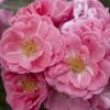 'Flirt 2011' Patio Shrub Rose -Plant Seeds Store visi131583 flirt 2011