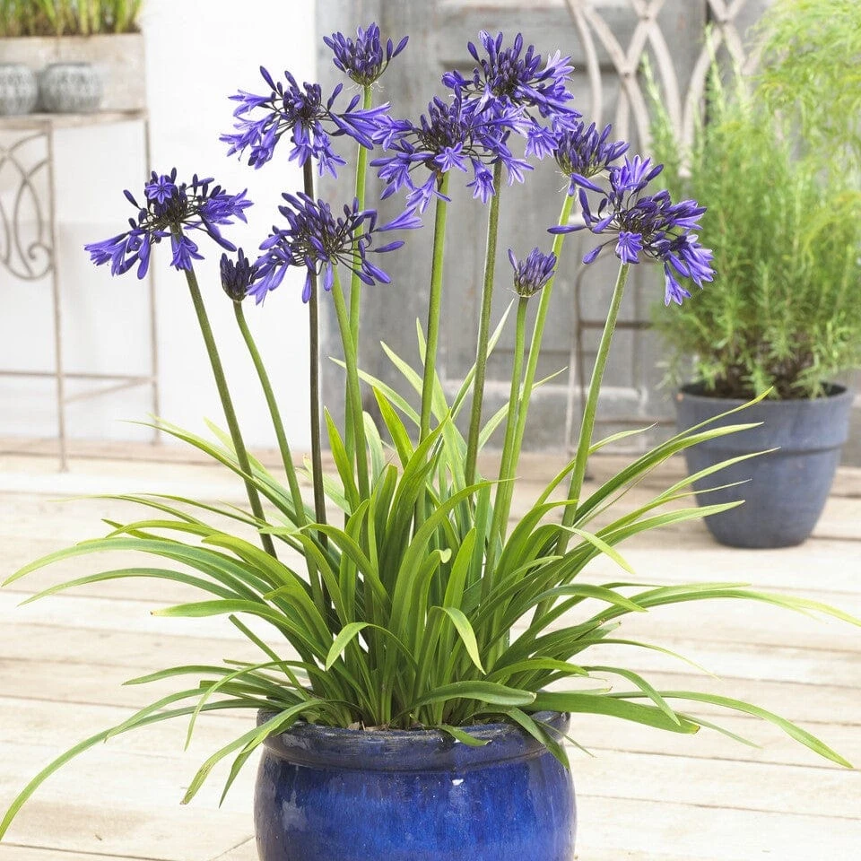 Agapanthus 'Star Quality' | 3L 4 Agapanthus 'Star Quality' | 3L - Image 2