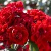 'Lest We Forget' Shrub Rose 2 'Lest We Forget' Shrub Rose -Plant Seeds Store visi131840 lest we forget
