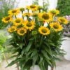 Echinacea 'SunSeekers Mellow' -Plant Seeds Store visi142209 mellow 2b95edb5 fdbe 4e84 a0de 368491ad1d1b