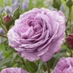 'Lavender Ice' Patio Shrub Rose 8 'Lavender Ice' Patio Shrub Rose -Plant Seeds Store visi150187 lavender ice