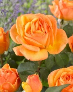 'Parade Radmila' Patio Shrub Rose -Plant Seeds Store visi163626 radmila