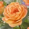 'Better Times ' Hybrid Tea Rose -Plant Seeds Store visi163648 better times
