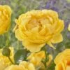 'Absolutely Fabulous' Floribunda Rose 1 'Absolutely Fabulous' Floribunda Rose -Plant Seeds Store visi163658 absolutely fabulous