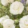 'Pearl Celebration' Hybrid Tea Rose -Plant Seeds Store visi163673 pearl celebration