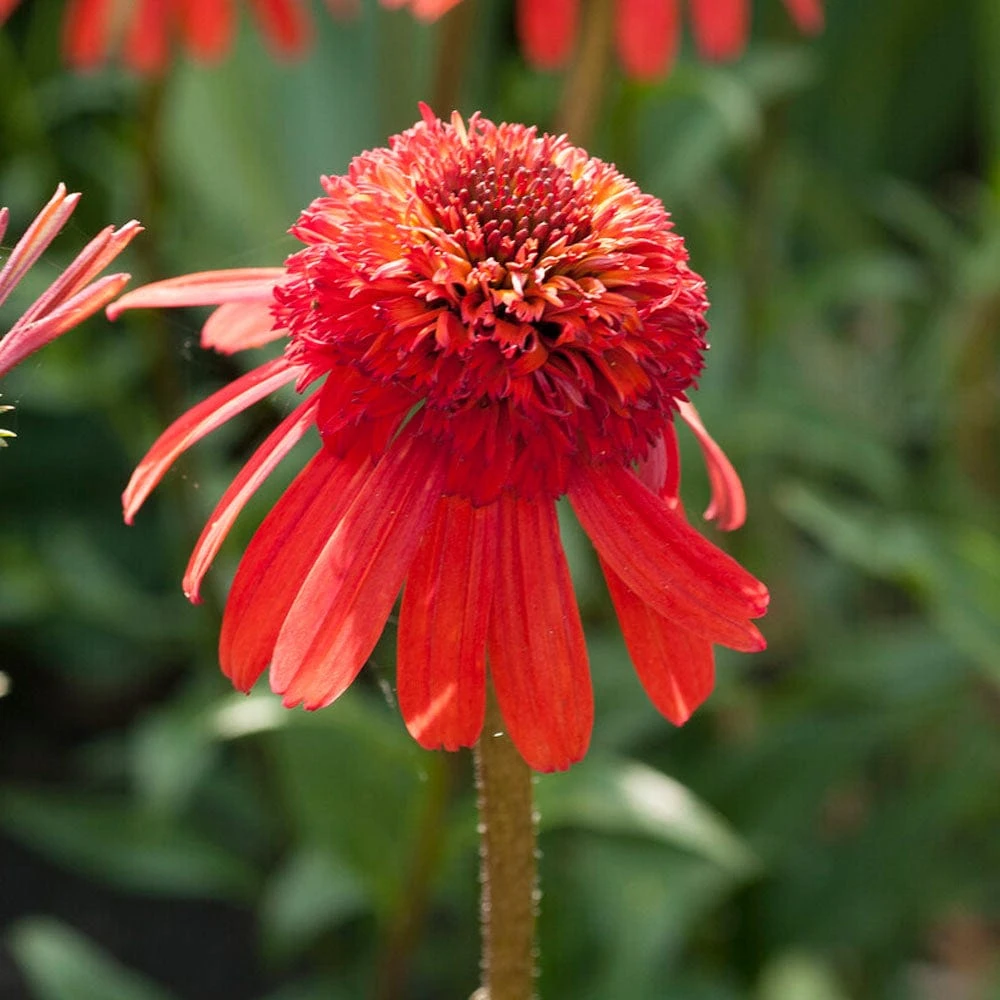 Echinacea 'Carrot Cake' 3 Echinacea 'Carrot Cake'