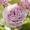'Prince Jardinier' Floribunda Rose -Plant Seeds Store visi176404 prince jardinier