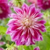 Dahlia 'Purple Explosion' 1 Dahlia 'Purple Explosion' -Plant Seeds Store visi178379 purple explosion