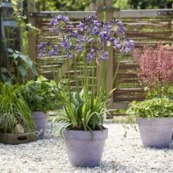 Agapanthus 'Poppin Purple' | 3L 7 Agapanthus 'Poppin Purple' | 3L -Plant Seeds Store visi184557