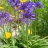 Agapanthus 'Navy Blue' | 3L -Plant Seeds Store visi184776 9826ea49 ae88 468b 9b7a 17f4b41379c9