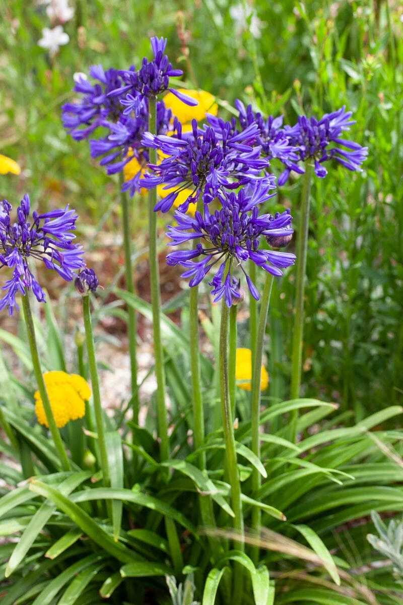 Agapanthus 'Navy Blue' | 3L 3 Agapanthus 'Navy Blue' | 3L