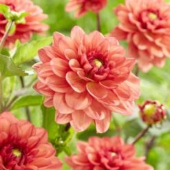 Dahlia 'Orange Girl' 8 Dahlia 'Orange Girl' -Plant Seeds Store visi185618