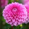 Dahlia Sandra 2 Dahlia Sandra -Plant Seeds Store visi186039 sandra 02eeb1ef 337b 4e7a a51b eb0a7ee9aa99