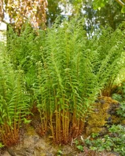 Male Fern | Dryopteris Filix Mas