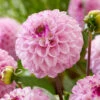 Dahlia 'Genova'