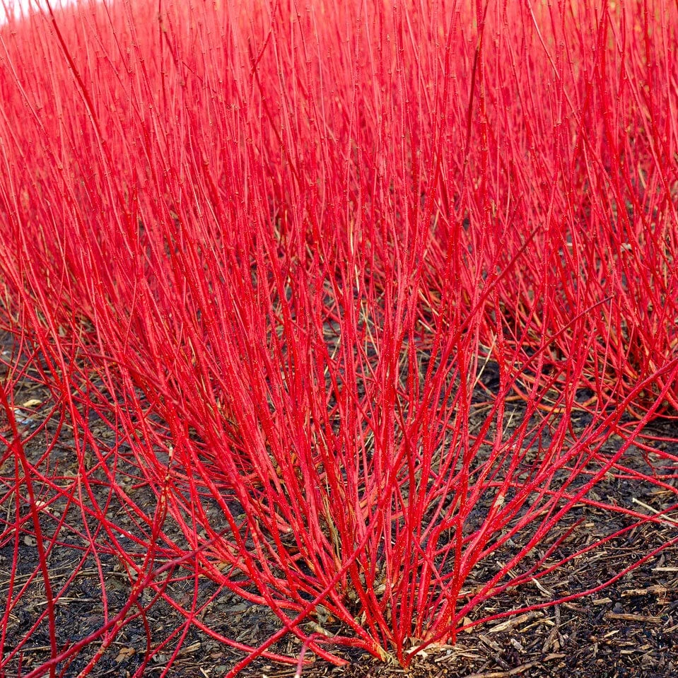 Best Value Cornus Collection | Winter Hedging 4 Best Value Cornus Collection | Winter Hedging - Image 2