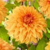 Dahlia Great Hercules -Plant Seeds Store visi200020 great hercules 2fe15f10 13b7 4c55 95b8 4eb422fd8d8b