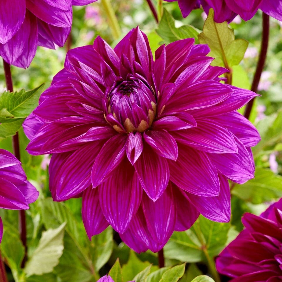 Dahlia 'Thomas Edison' 3 Dahlia 'Thomas Edison'
