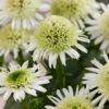 Echinacea 'Delicious Nougat' -Plant Seeds Store visi206921 nougat db6b19be 1999 4610 afc5 fcc17b1f1af8