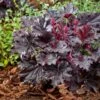 Heuchera 'Timeless Night' -Plant Seeds Store visi207047 1