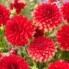 Dahlia 'Garden Wonder' 2 Dahlia 'Garden Wonder' -Plant Seeds Store visi208037 garden wonder