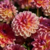Dahlia 'Pacific View' -Plant Seeds Store visi208416 pacific view