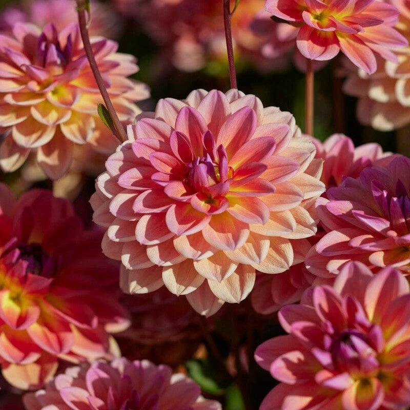 Dahlia 'Pacific View' 3 Dahlia 'Pacific View'