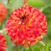 Dahlia Icoon -Plant Seeds Store visi208438 icoon cca9747a b568 46ae 972b da0952017367