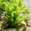 Hart's Tongue Fern | Phyllitis Scolopendrium