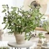 'Little Miss Figgy' Patio Fig Tree -Plant Seeds Store visi216802sq