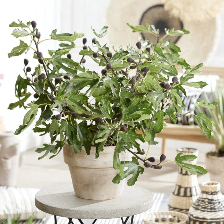 'Little Miss Figgy' Patio Fig Tree 3 'Little Miss Figgy' Patio Fig Tree