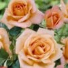 'La Villa Cotta' Shrub Rose -Plant Seeds Store visi24126 la villa cotta