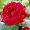 'Lucky Charm' Hybrid Tea Rose -Plant Seeds Store visi24142 lucky charm