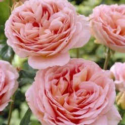 'Schöhne Maid' Hybrid Tea Rose -Plant Seeds Store visi25830 schohne maid