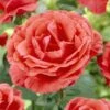 'Onward And Upward' Patio Climbing Rose -Plant Seeds Store visi25886 onwards upwards