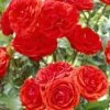 'Trumpeter' Floribunda Rose -Plant Seeds Store visi25890 trumpeter