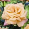 'Niceday' Patio Climbing Rose -Plant Seeds Store visi25908 nice day